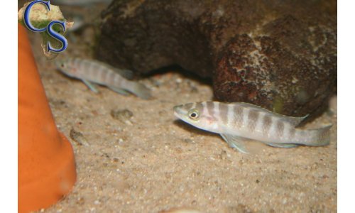 Neolamprologus cylindricus